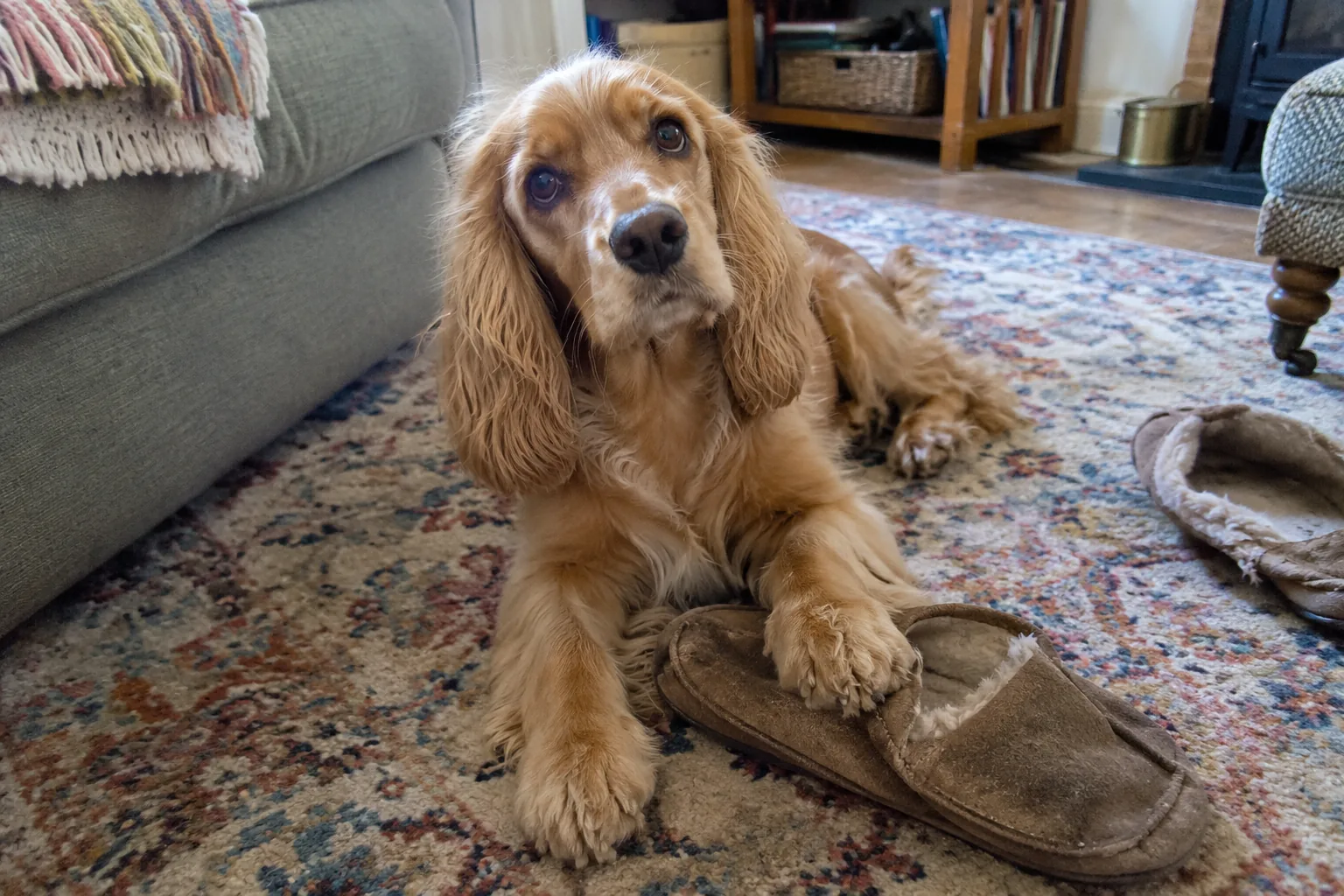 A golden cocker spaniel beside a worn slipper on a rug.